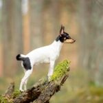 Toy Fox Terrier standing on a fallen log on a hiking trail