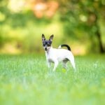 Toy Fox Terrier standing in grass