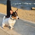 A Toy Fox Terrier sitting on a beach walking path