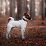 White and brown Toy Fox Terrier in a wooded area
