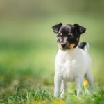 Toy Fox Terrier puppy standing in grass