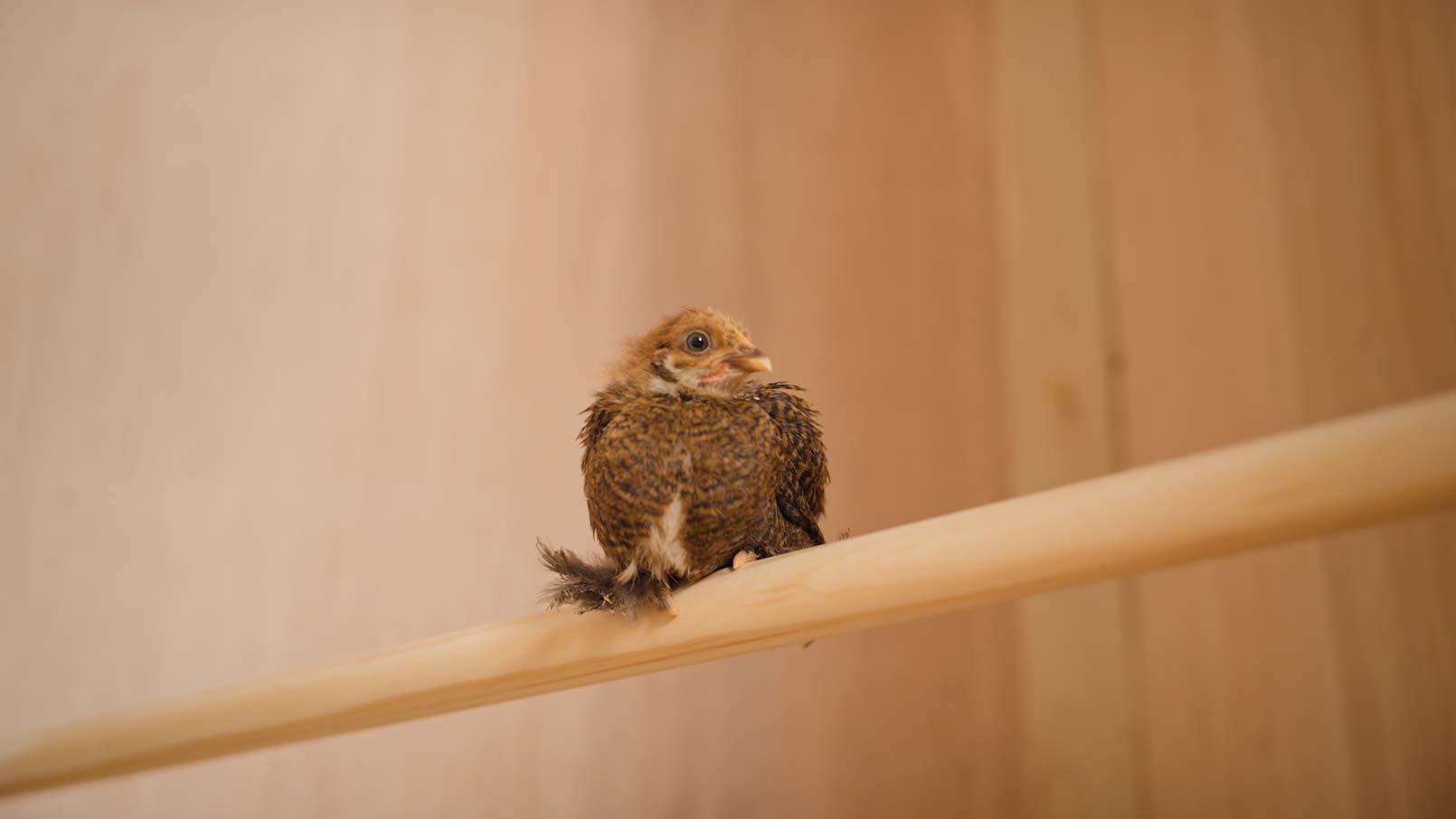 A chick roosting on a roosting bar inside a DIY chicken coop