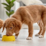 7 Best Puppy Foods in 2026, Vet Recommended