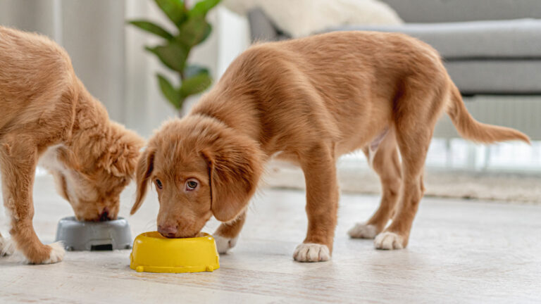 best puppy food; dog eating out of bowl