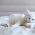 A white Turkish Angora grooming themself and lying down