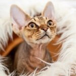 A Devon Rex inside a covered cat bed