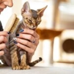 Person brushing a Devon Rex cat