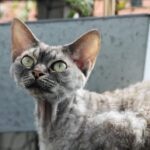 Gray Devon Rex cat loafing