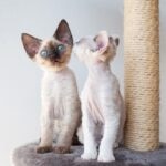 Two Devon Rex kittens sitting on a cat tree