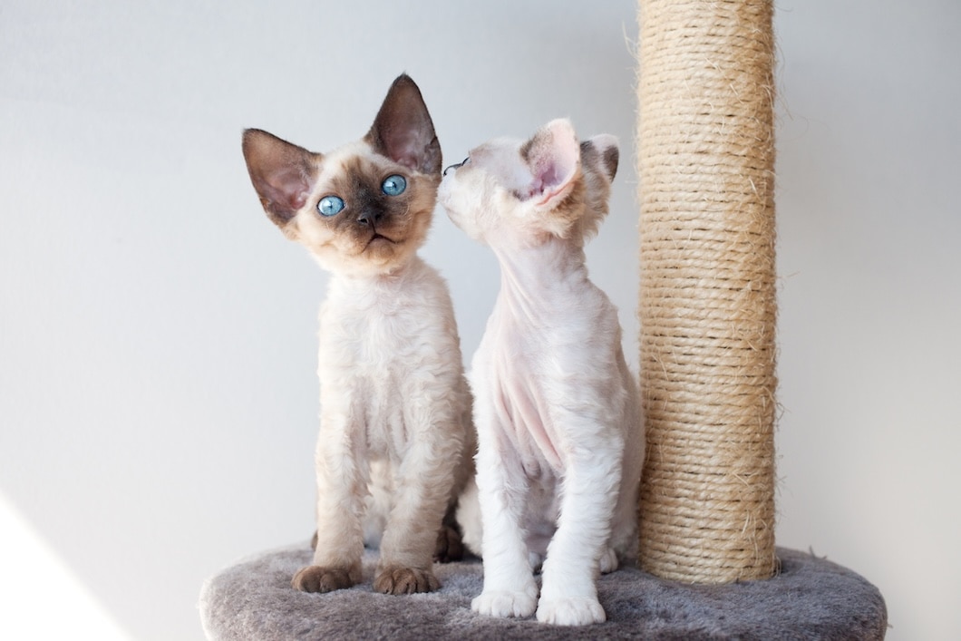 Two Devon Rex kittens sitting on a cat tree