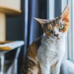 A calico Devon Rex cat sitting on a windowsill
