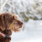 Portrait of a Pudelpointer in the snow