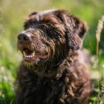 Pudelpointer in tall grass
