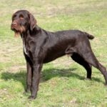 Pudelpointer standing in grass