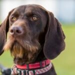 Close-up of a Pudelpointer wearing a red collar