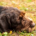 Pudelpointer lying on the ground outside