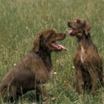 Two Pudelpointers sitting outside in grass