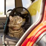How To Travel With a Cat