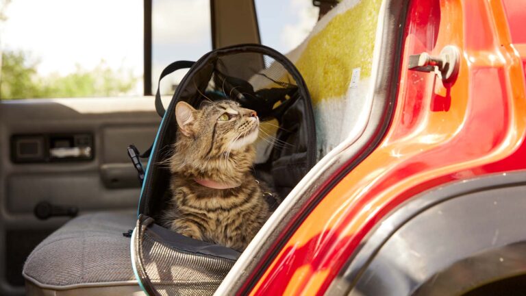 A cat traveling in a car