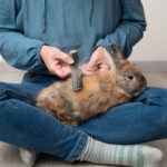 Rabbit Fleas: Signs, Treatment, and Prevention
