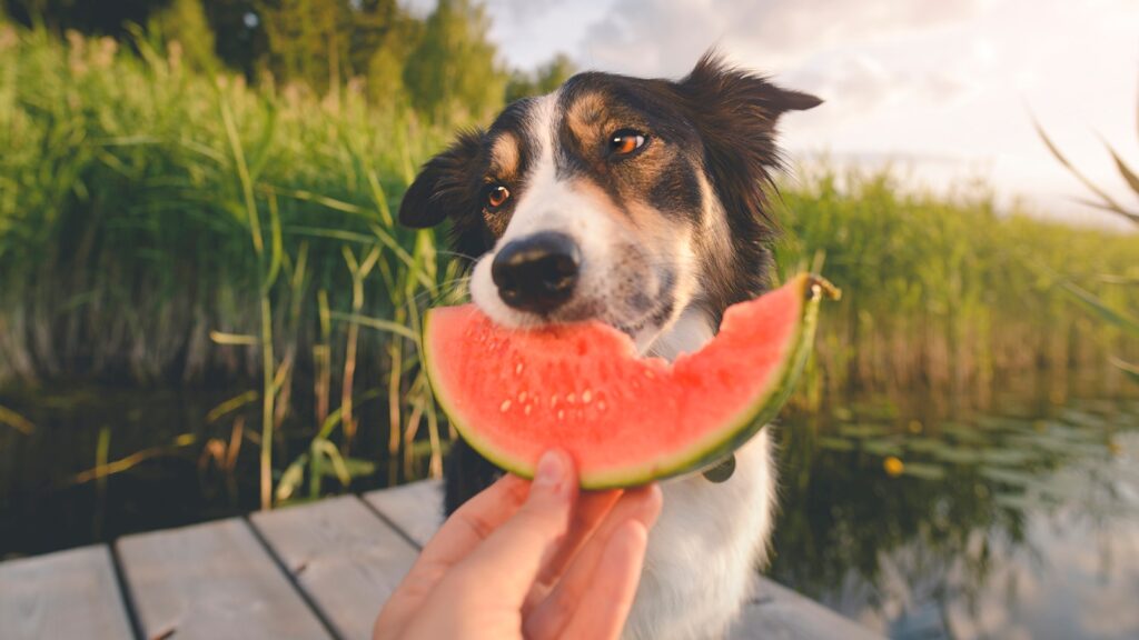 dog eating watermelon