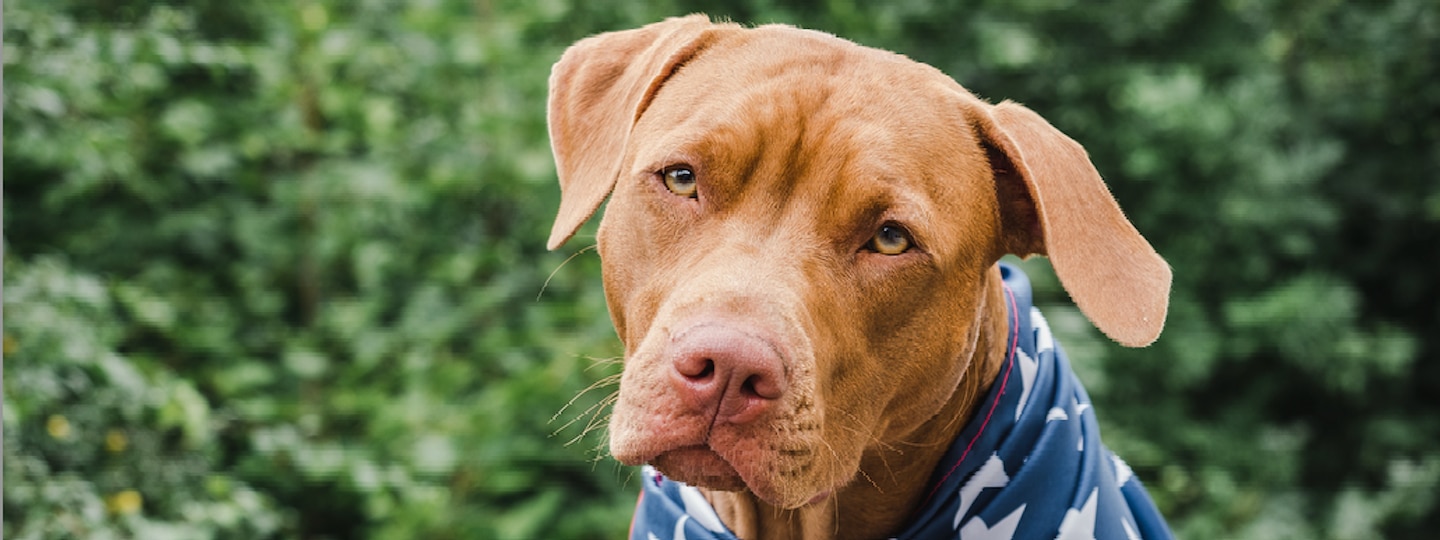 Dog wearing patriotic bandana
