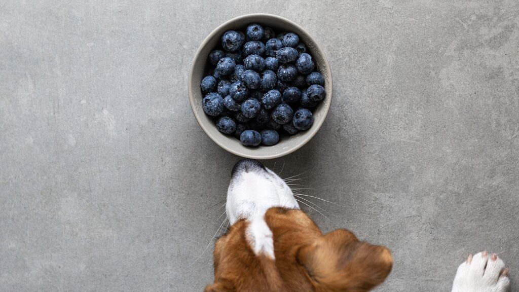 dog sniffing bowl of blueberries