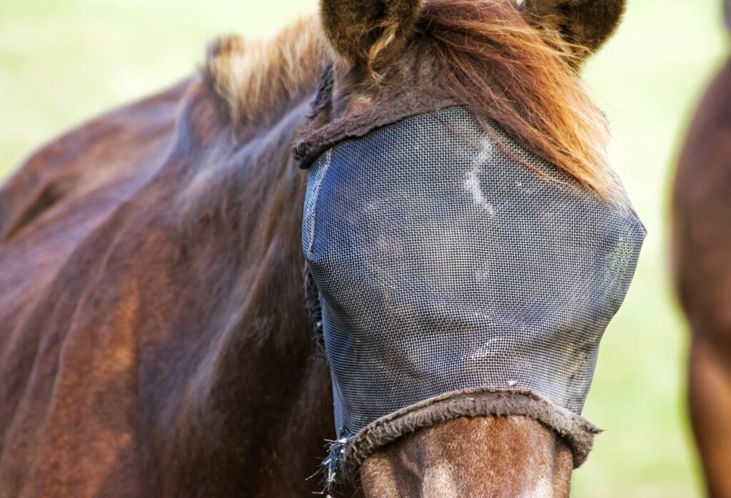 brown horse wearing a fly mask without ears