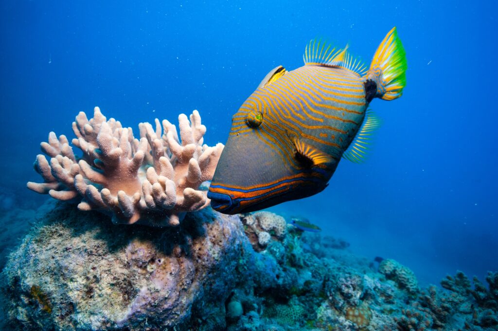 triggerfish swimming near coral