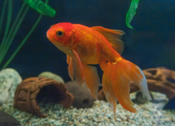 orange goldfish swimming in an aquarium