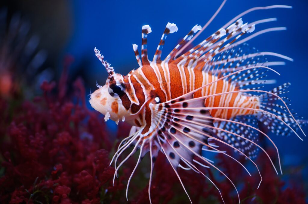 lionfish