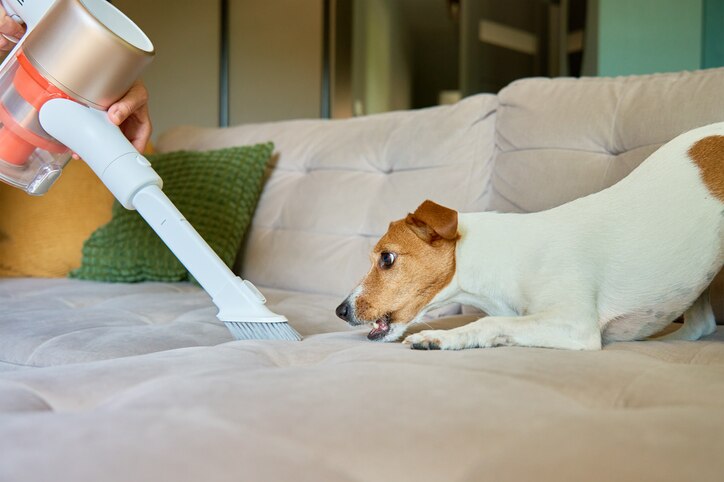 A Jack Russell Terrier on a beige velvet sofa growls at a handheld vacuum nearby.