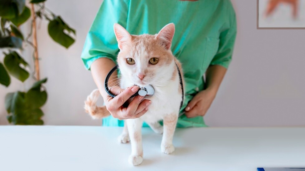 veterinarian placing a stethoscope on a cat's chest