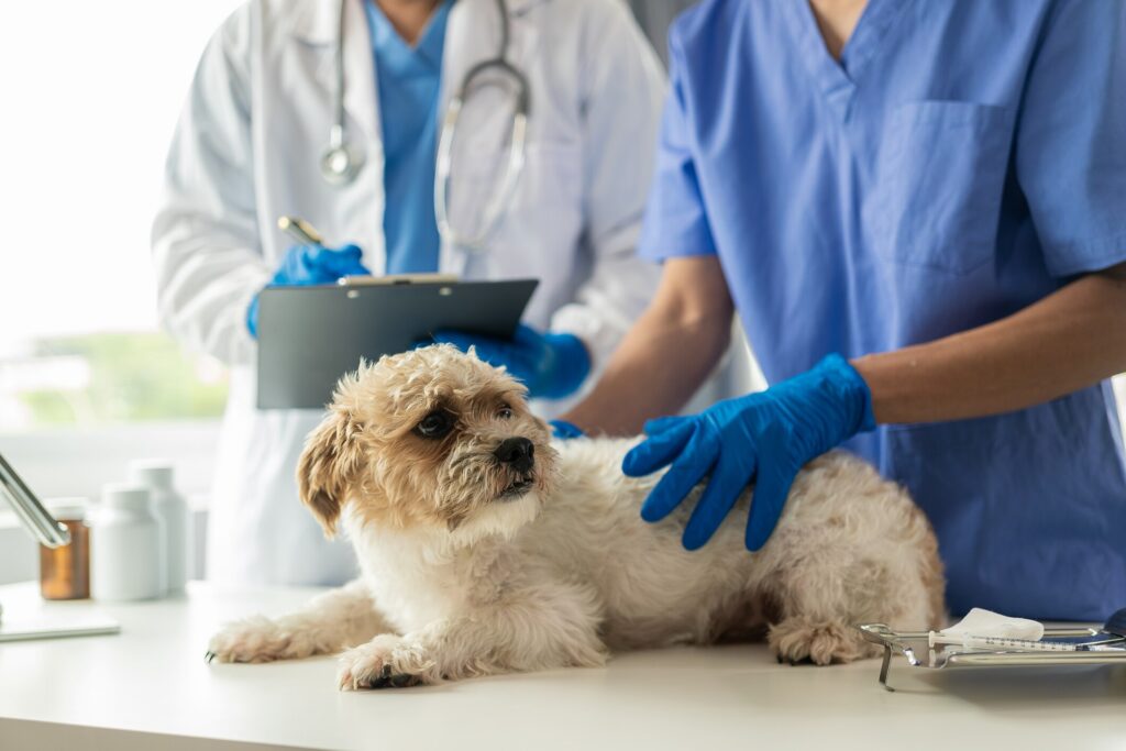 dog at the vet