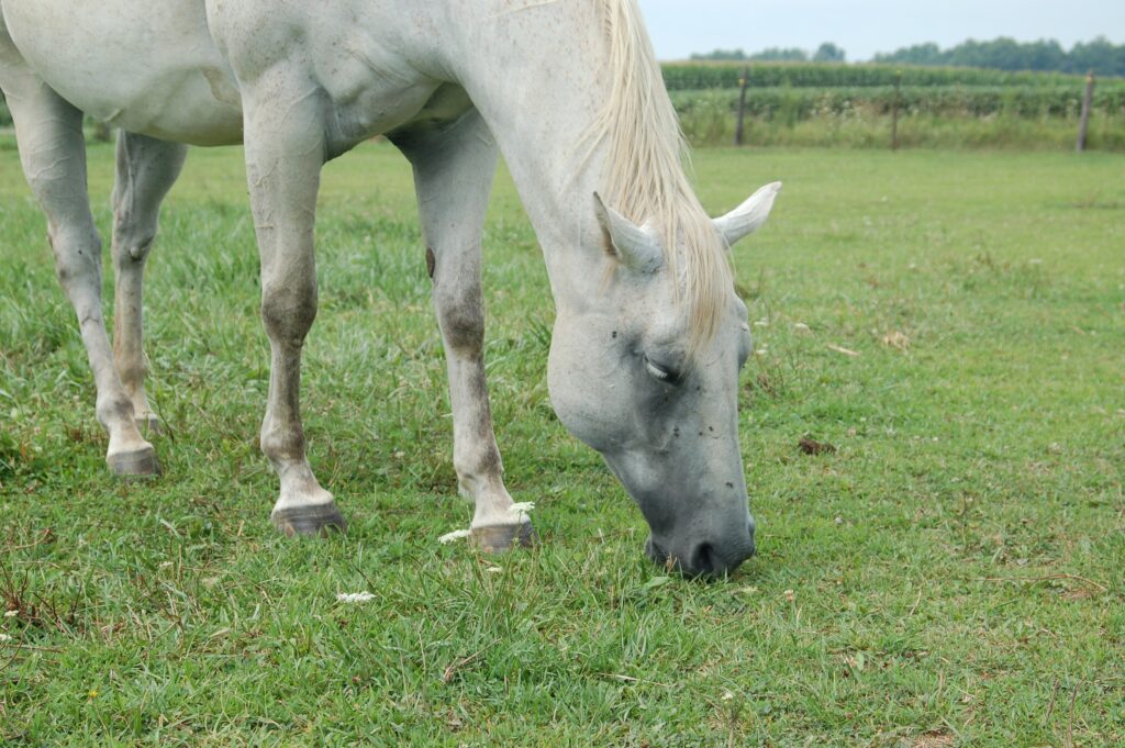 grey horse grazing on grass with flies on face