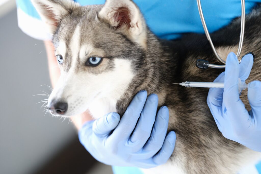 rabies vaccine for dogs; a dog is given a vaccine by a veterinarian.