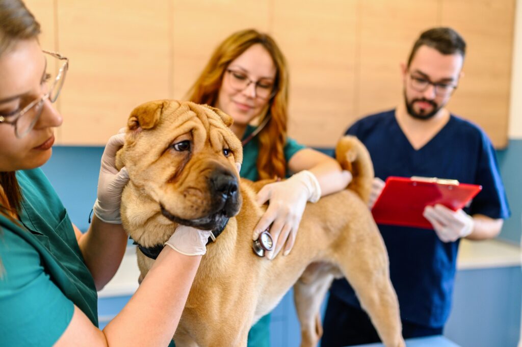 shar-pei fever; a Shar-Pei is examined by their veterinarian.