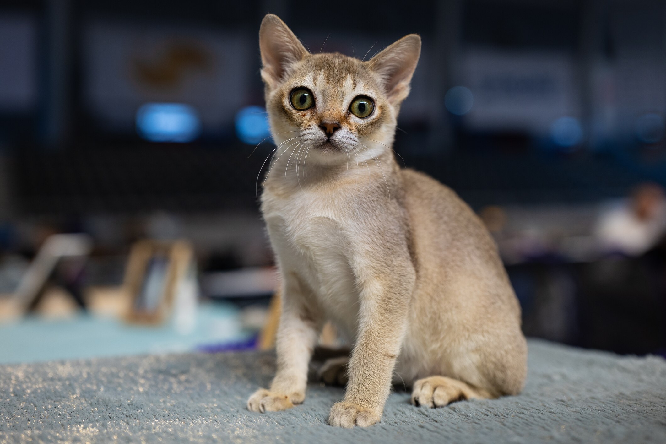 A close-up of a Singapura cat, who is being held by a man in black.
