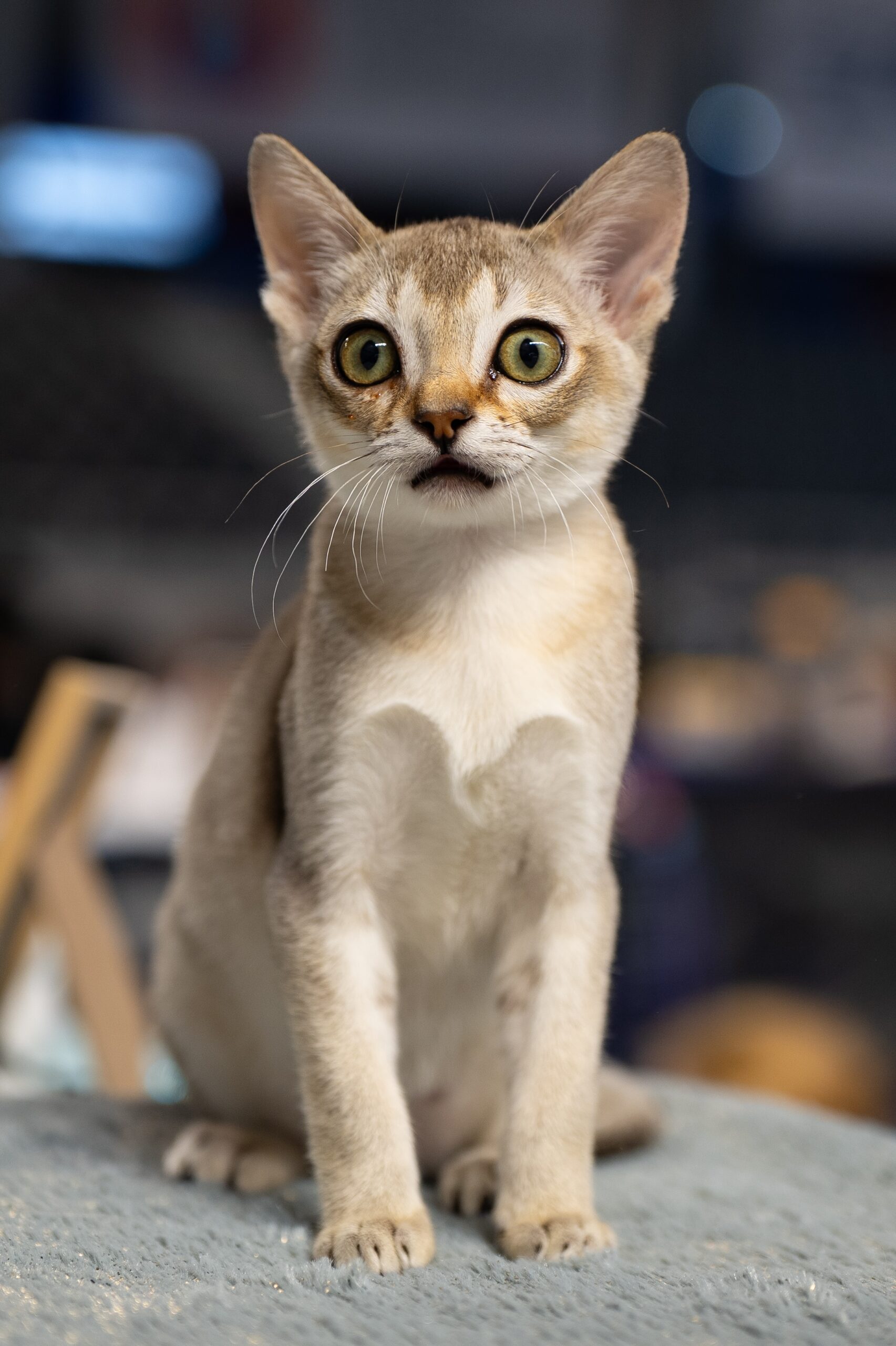 A big-eyed Singapura cat sitting and looking at the camera.