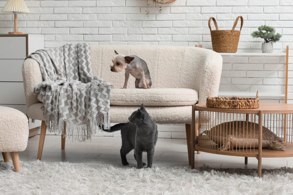 flea infestation: dog on couch and cat in living room