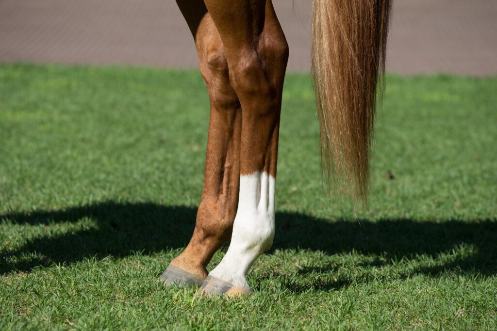 horse legs