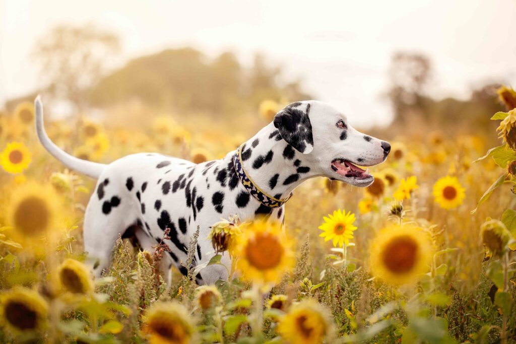 dalmatian standing in a field of yellow sunflowers