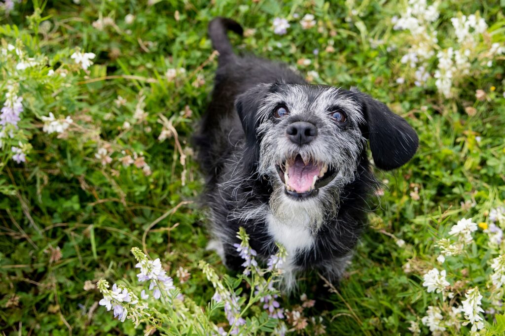 dog dementia; a senior dog stands in tall grass.
