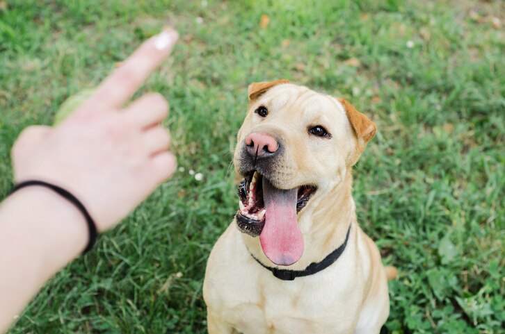 A dog following the sit cue from a pet parent who has learned how to teach a dog to sit