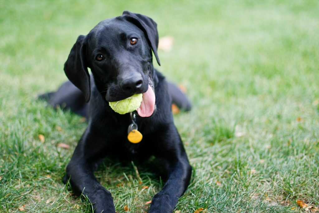 A black lab puppy lies in the grass with a tennis ball in his mouth. Learn when dogs stop growing.