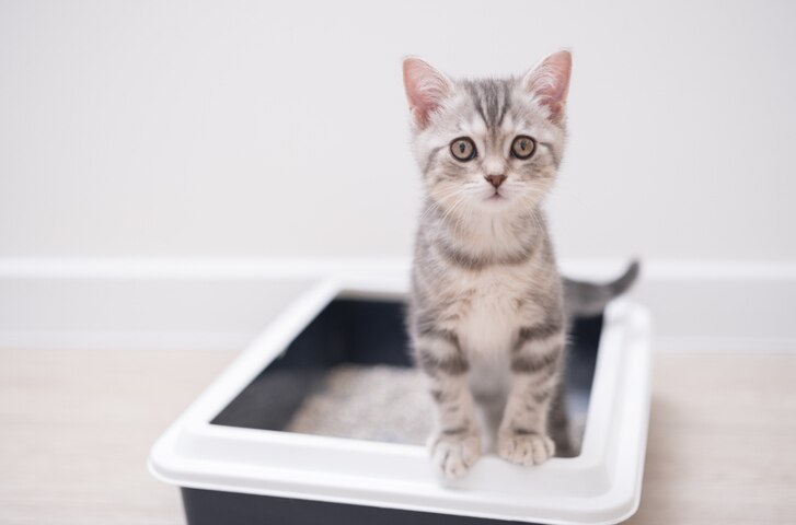 Silver tabby kitten standing in the litter box