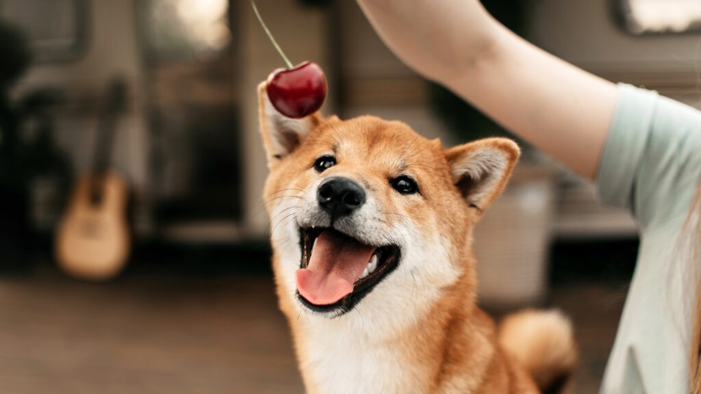can dogs eat cherries: dog staring at a cherry