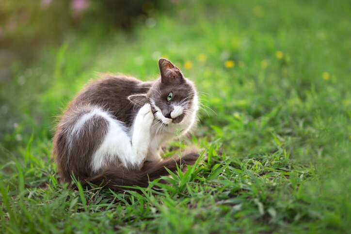 flea treatment for cats; a cat scratches themselves while they sit on their lawn.