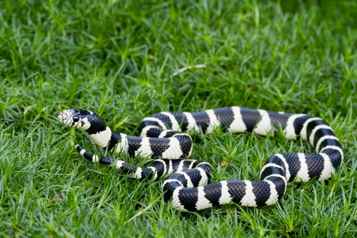 kingsnake close up