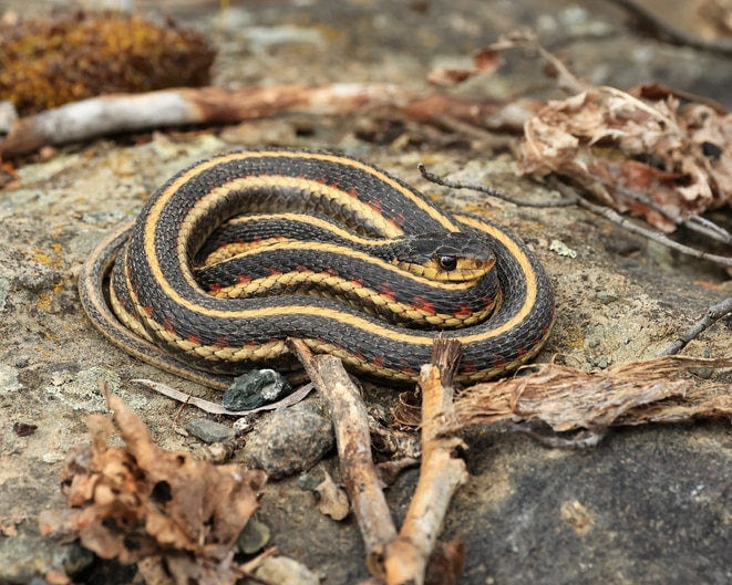 garter snake close up